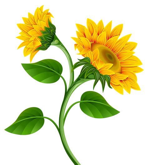 clipart sunflower png|More.